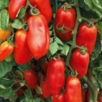 Pomodoro San Marzano