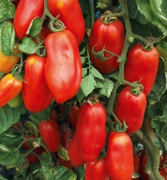 Pomodoro San Marzano